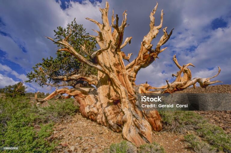 Ky është krijimi i Allahut: Mosha e saj mbi 4800 vjet