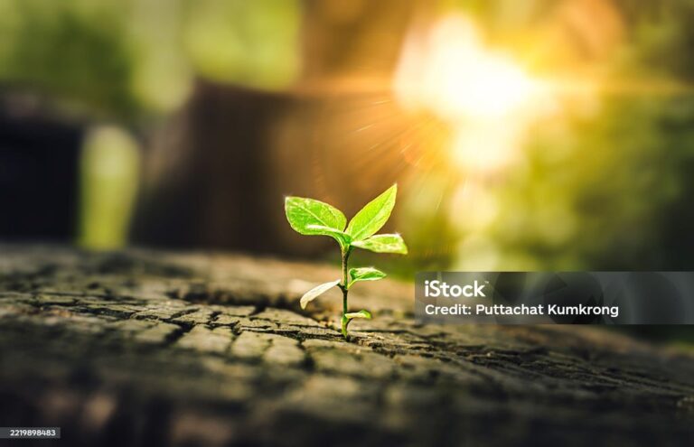 Koncepti i jetës sipas Kuranit fisnik