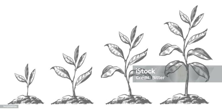Gradualizmi në thirrje (davet) në dritën e sirës së Profetit (a.s) dhe udhëzimit të pejgamberëve
