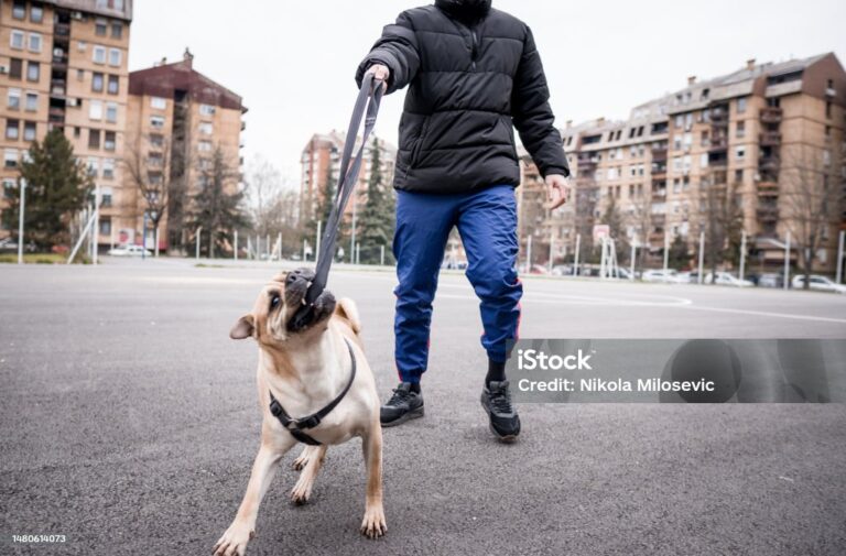 Rritja dhe mbajtja e qenve